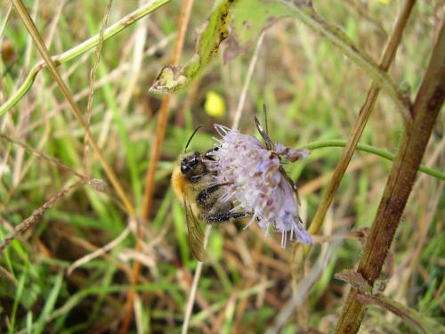 Bombus pascuorum