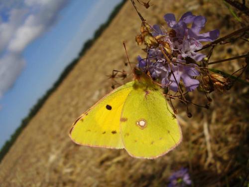 Colias croceus