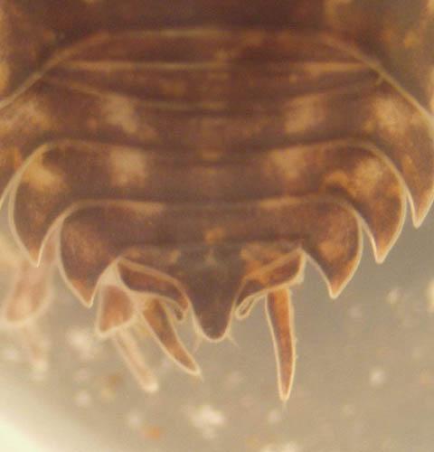 Réf. 39 425 : Porcellio gallicus