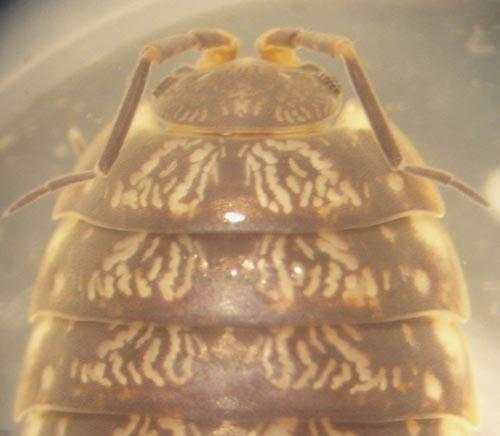 Réf. 39 426 : Porcellio gallicus