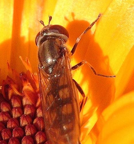 Platycheirus sp.