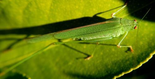 Phaneroptera nana