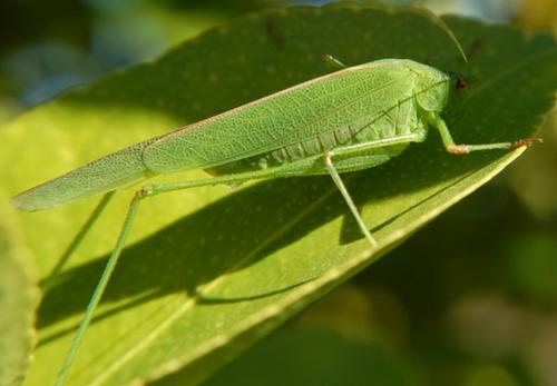 Phaneroptera nana