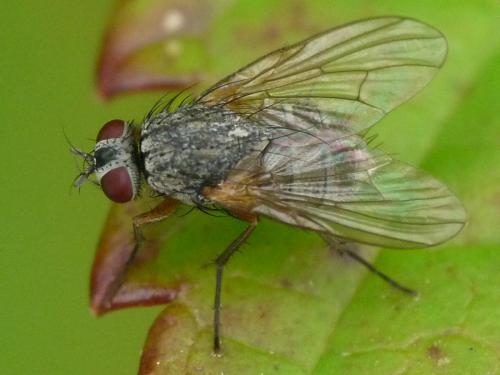 Phaonia rufipalpis
