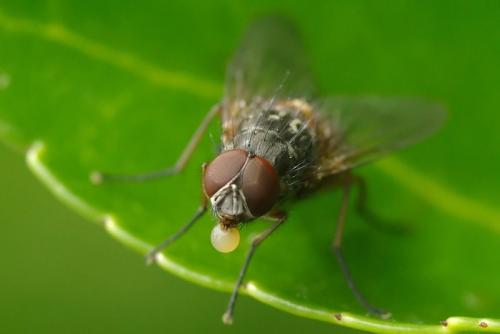 Phaonia sp.