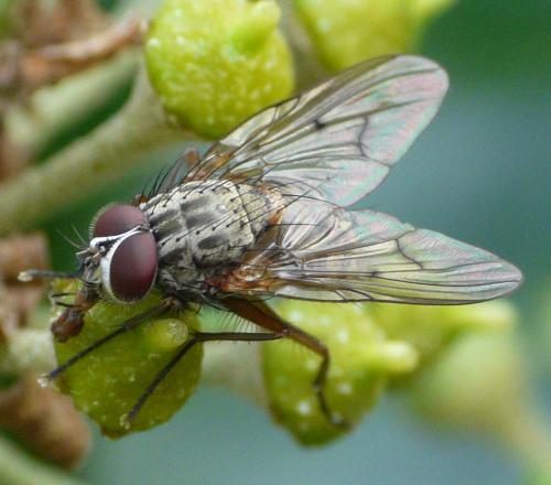 Phaonia tuguriorum