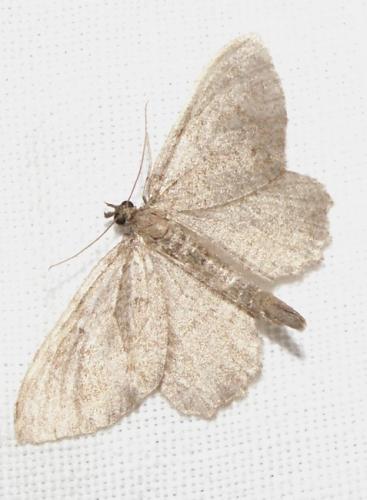 Réf. 39 942 : Philereme vetulata