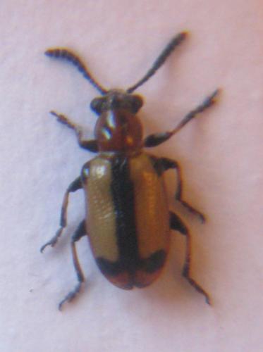 Réf. 39 576 : Crioceris paracenthesis