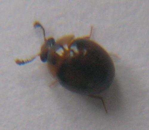 Liodopria serricorne