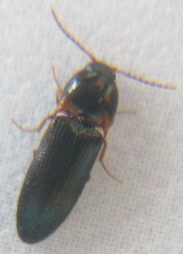 Ampedus erythrogonus