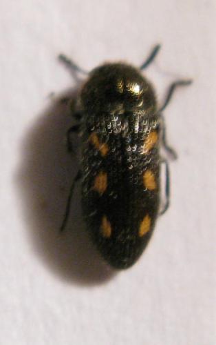Réf. 39 832 : Acmaeodera bipunctata