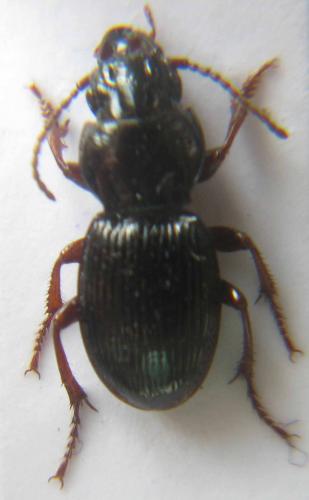 Molops piceus