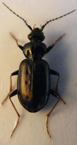 Loricera pilicornis