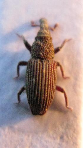 Réf. 39 917 : Dryophthorus corticalis