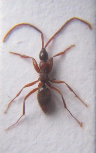 Réf. 39 417 : Embolemus ruddii