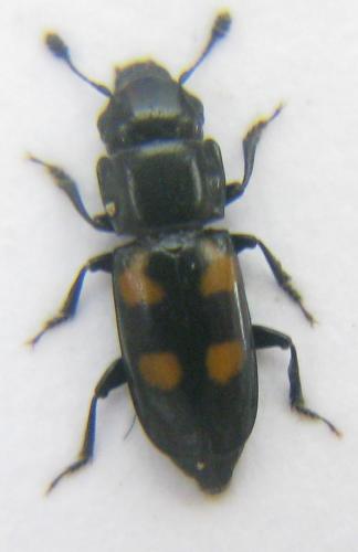 Glischrochilus quadripunctatus