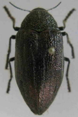 Julodis sp.