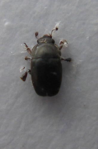 Meligethinae