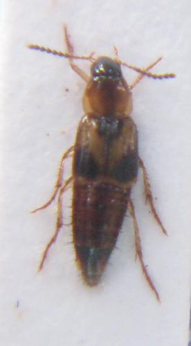Réf. 39 418 : Lordithon sp.