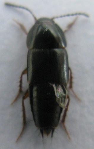 Tachinus rufipes