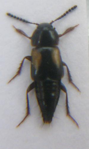 Tachinus subterraneus