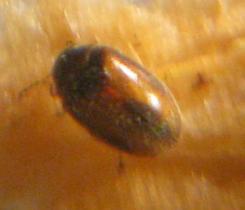 Réf. 39 768 : Contacyphon sp.
