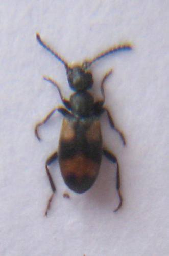 Anthicus antherinus