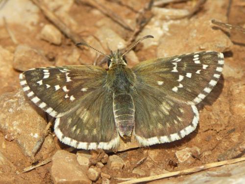 Réf. 39 876 : Pyrgus sp.