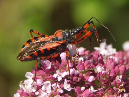 Réf. 39 749 : Rhynocoris sp.