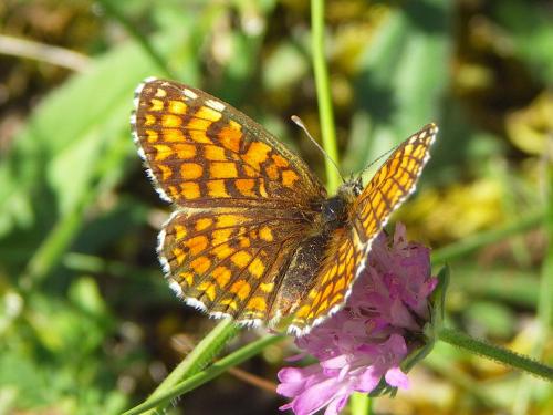 Réf. 39 583 : Melitaea sp.