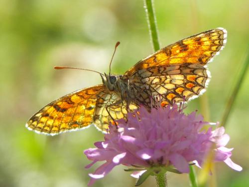 Réf. 39 585 : Melitaea sp.