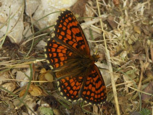 Réf. 39 597 : Melitaea sp.