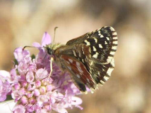 Réf. 39 863 : Pyrgus malvoides