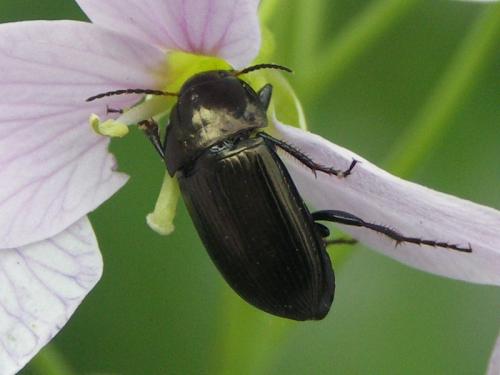 Amara sp.