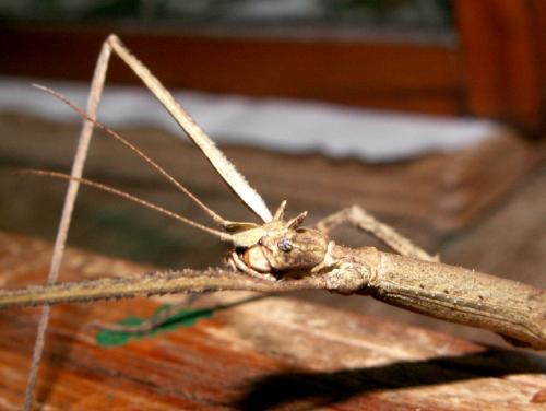 Réf. 39 897 : Medauroidea extradentata