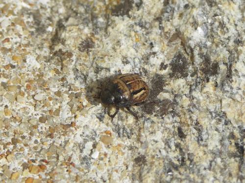 Réf. 39 473 : Odontoscelis sp.