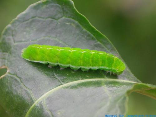 Réf. 39 410 : Phlogophora meticulosa