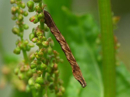 Réf. 39 544 : Timandra comae