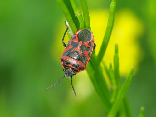 Réf. 39 634 : Eurydema ornata