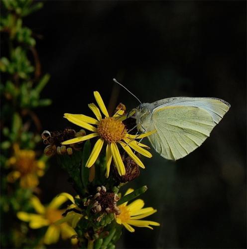 Pieris sp.