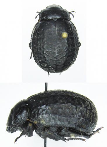 Réf. 39 225 : Pimelia rotundipennis mogadora