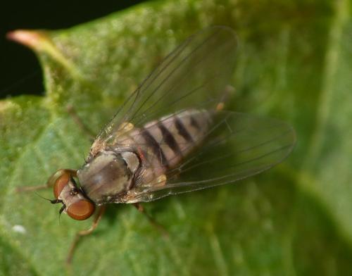 Protoclythia modesta