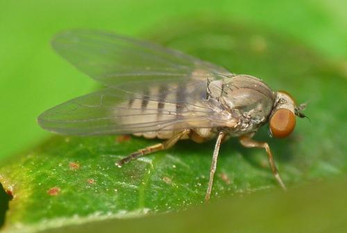 Protoclythia modesta