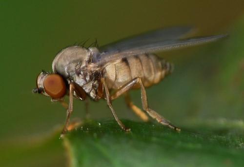 Protoclythia modesta