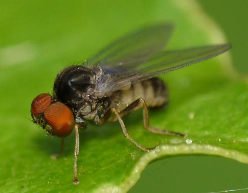 Protoclythia modesta