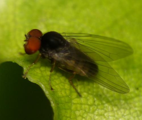 Protoclythia modesta