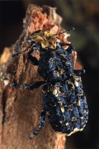 Réf. 39 952 : Platyrhinus resinosus