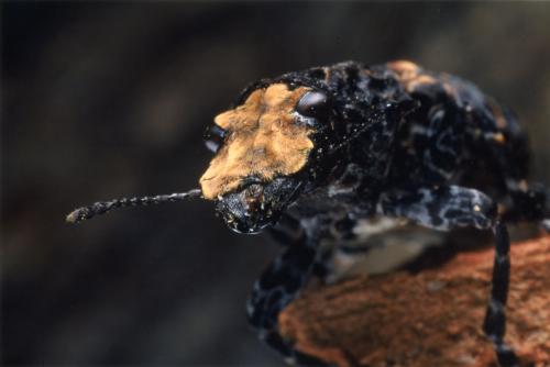 Réf. 39 953 : Platyrhinus resinosus