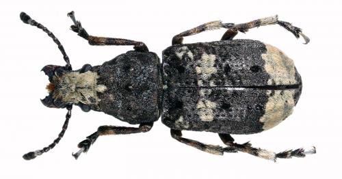 Réf. 39 860 : Platystomos albinus