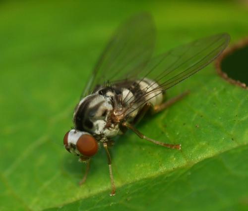 Polyporivora picta